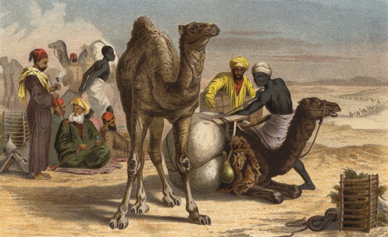 الجمل العربي بواسطة المدرسة الأوروبية