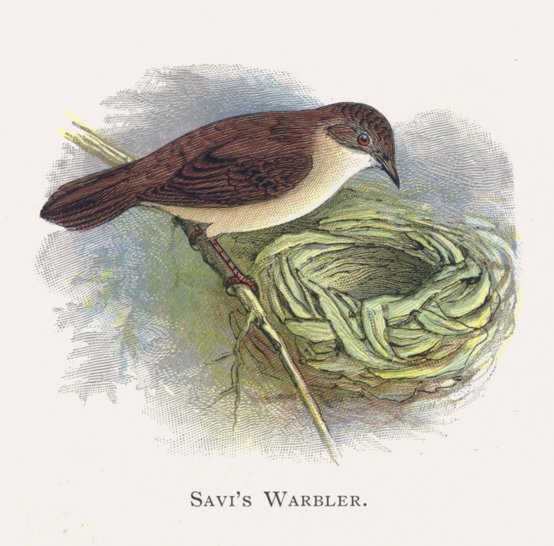 Savis Warbler بواسطة ألكسندر فرانسيس ليدون