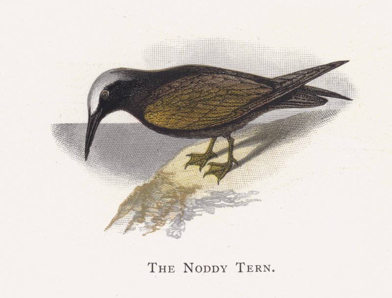 Noddy Tern بواسطة ألكسندر فرانسيس ليدون