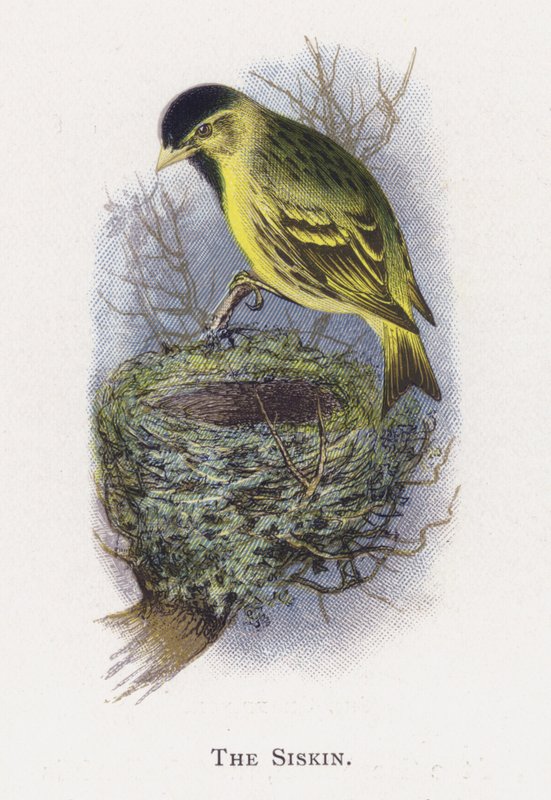 Siskin بواسطة ألكسندر فرانسيس ليدون