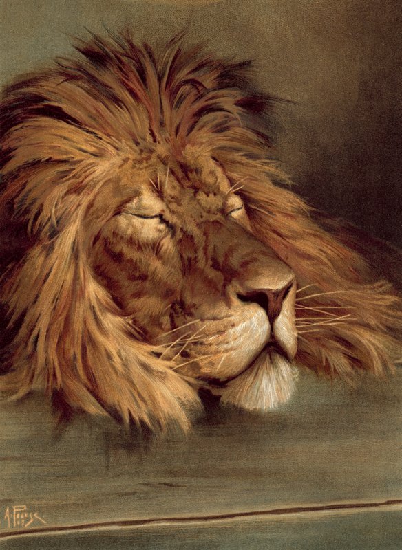 الأسد البريطاني نائم (chromolitho) بواسطة ألفريد بيرس