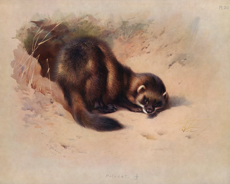Polecat بواسطة أرشيبالد ثوربورن