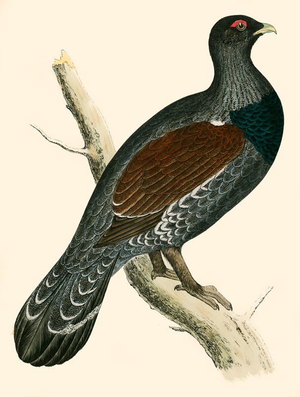Capercaillie بواسطة بيفرلي آر موريس