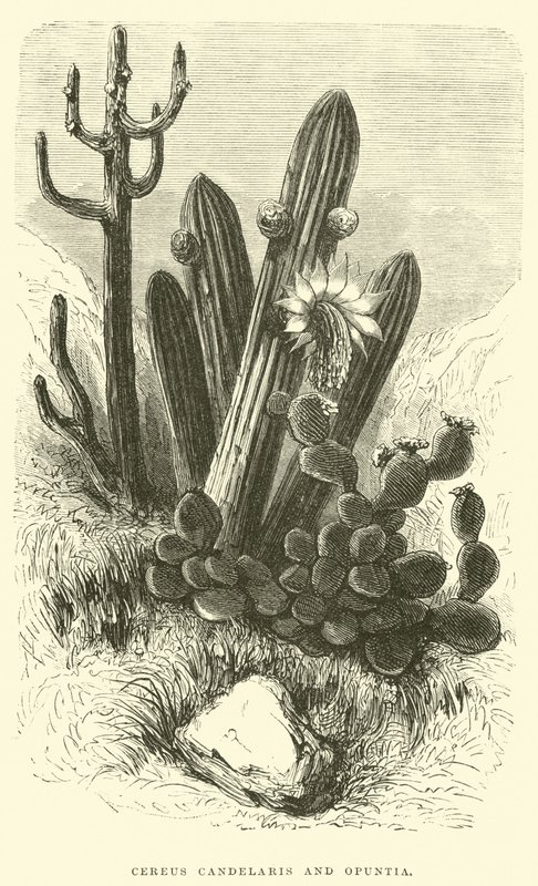 Cereus Cadelaris و Opuntia بواسطة إدوارد ريو