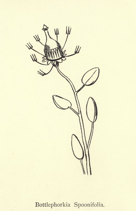 Bottlephorkia Spoonifolia بواسطة إدوارد لير