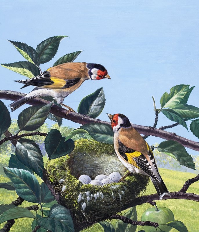 Goldfinches ، 1969 بواسطة مصور انجليزى