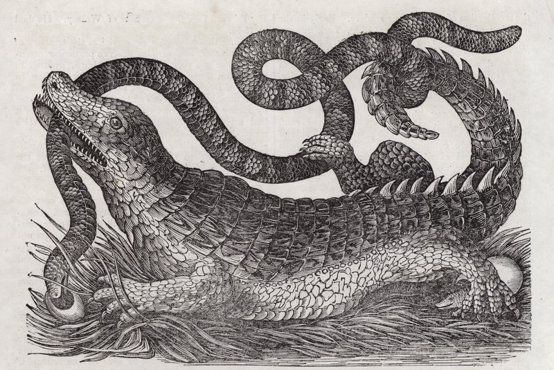 Alligator (engraving) بواسطة مدرسة اللغة الإنجليزية