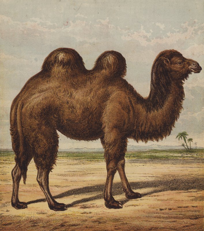 الجمل (لون ليثو) بواسطة مدرسة اللغة الإنجليزية