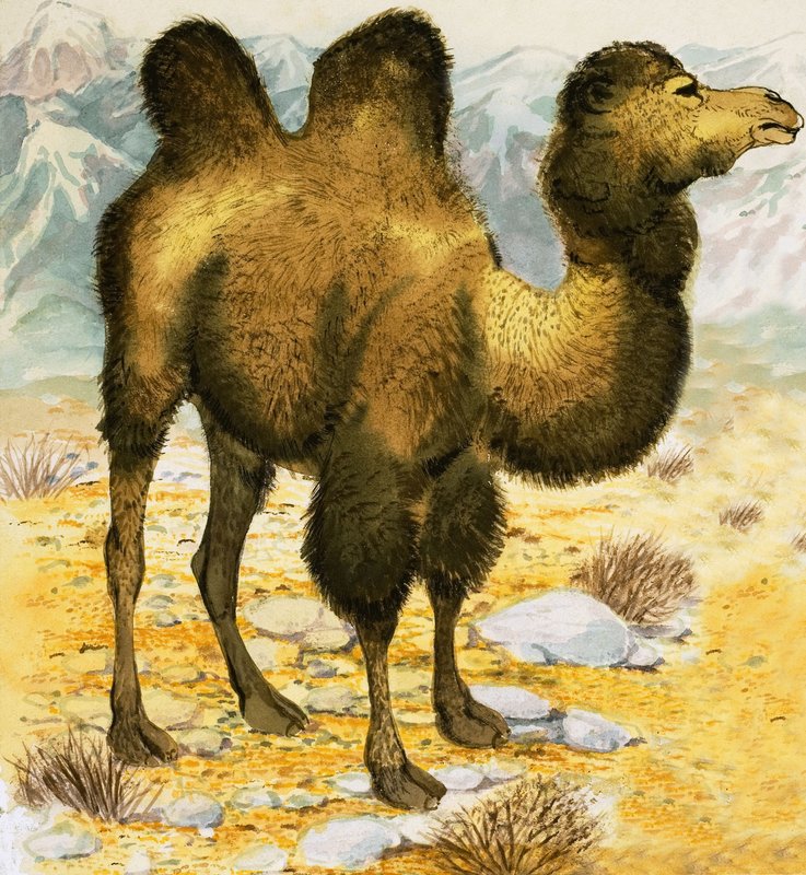 جمل بواسطة مدرسة اللغة الإنجليزية