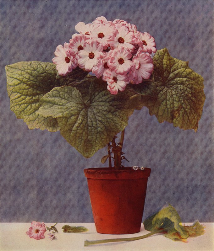 Cineraria (حفر ضوئي) بواسطة مدرسة اللغة الإنجليزية