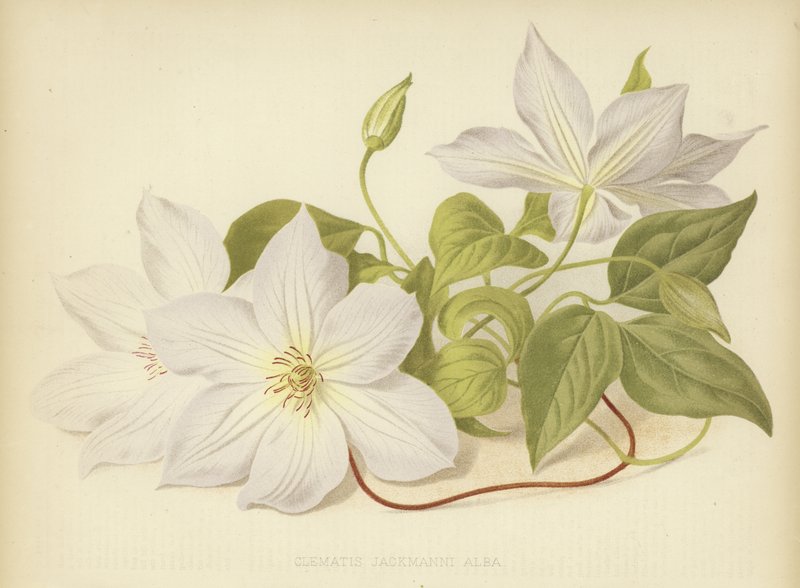 Clematis Jackmanni Alba بواسطة مدرسة اللغة الإنجليزية