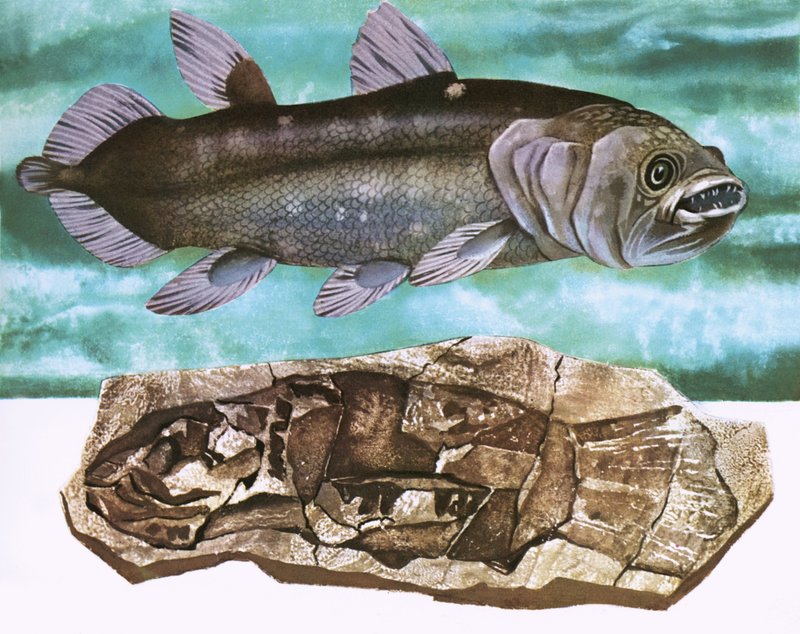 Coelacanth وأحفوريتها بواسطة مدرسة اللغة الإنجليزية