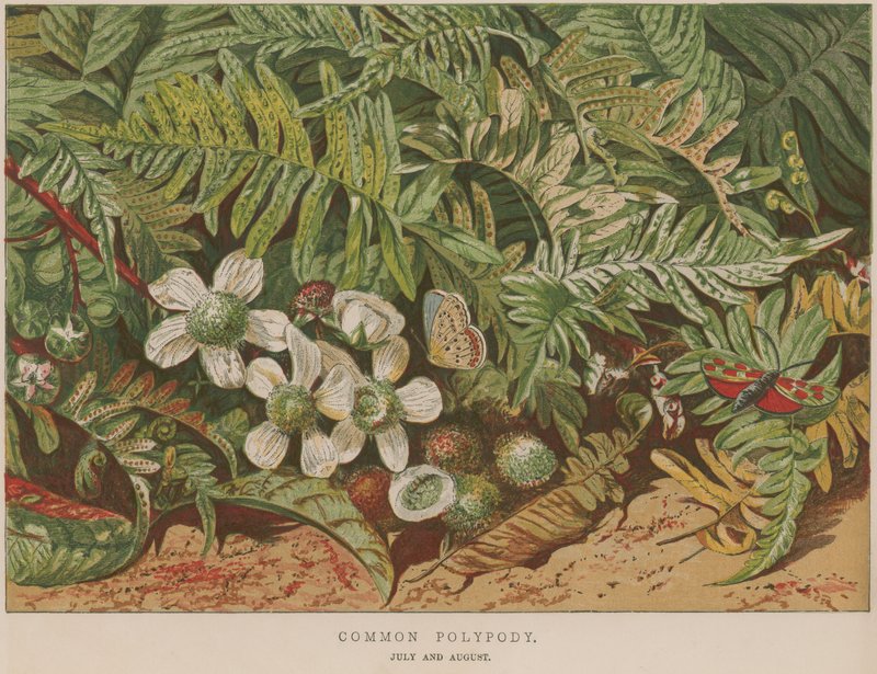 Polypody المشترك بواسطة مدرسة اللغة الإنجليزية