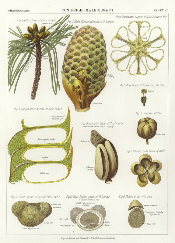 Coniferae، الأعضاء الذكور بواسطة مدرسة اللغة الإنجليزية