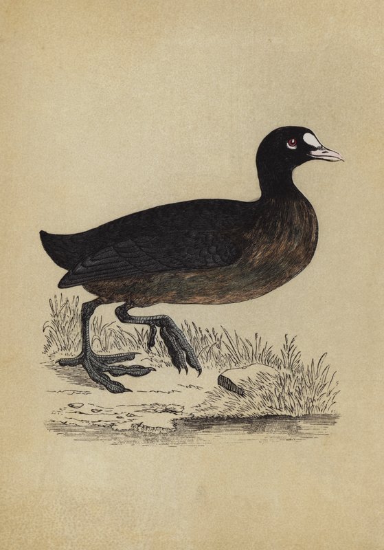 Coot (colour litho) بواسطة مدرسة اللغة الإنجليزية