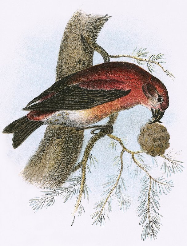 Crossbill بواسطة مدرسة اللغة الإنجليزية