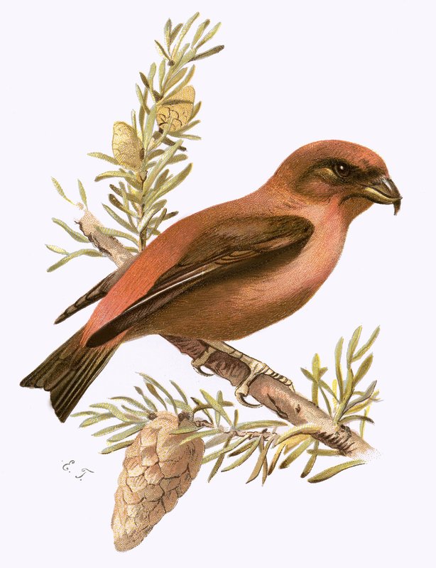 Crossbill بواسطة مدرسة اللغة الإنجليزية