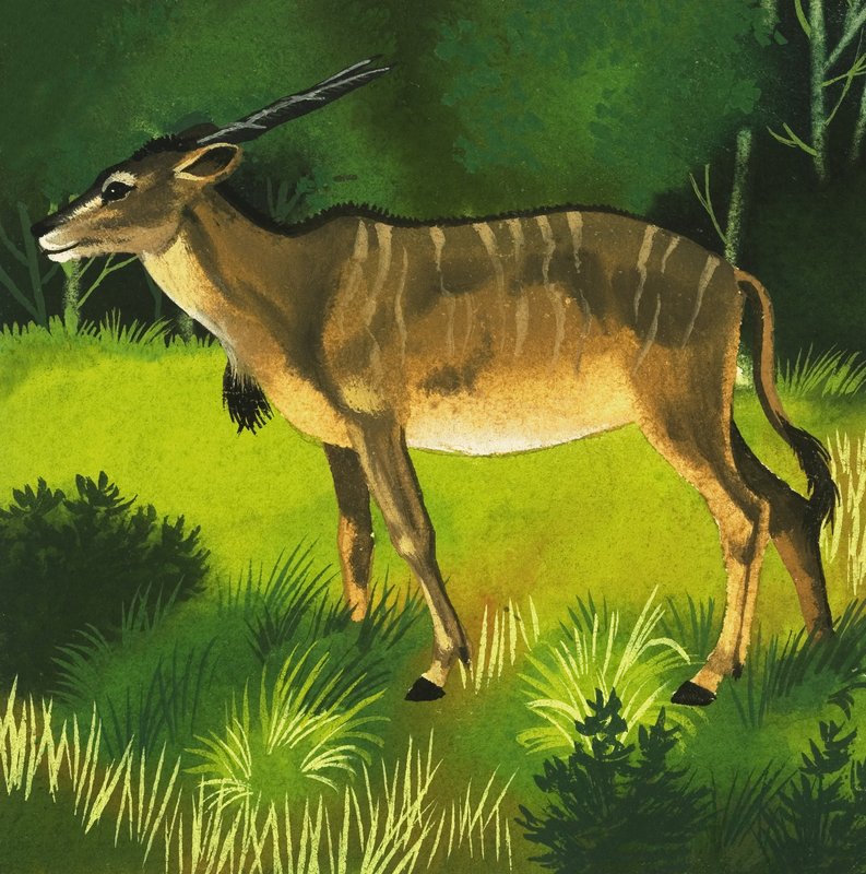 الظباء Eland بواسطة مدرسة اللغة الإنجليزية