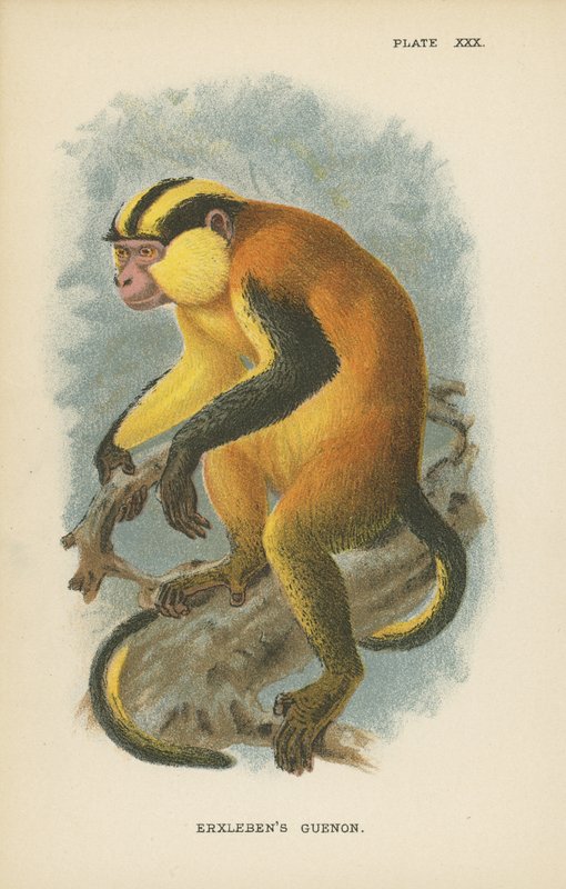 Erxlebens Guenon بواسطة مدرسة اللغة الإنجليزية