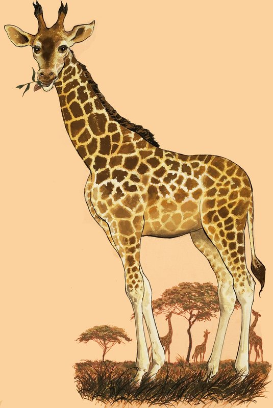 زرافة بواسطة مدرسة اللغة الإنجليزية