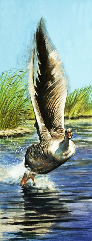 Graylag Goose بواسطة مدرسة اللغة الإنجليزية