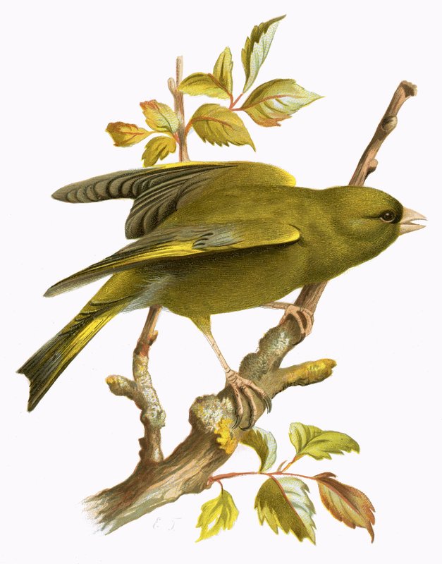 Greenfinch بواسطة مدرسة اللغة الإنجليزية