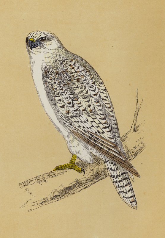 Gyr-Falcon (colour litho) بواسطة مدرسة اللغة الإنجليزية