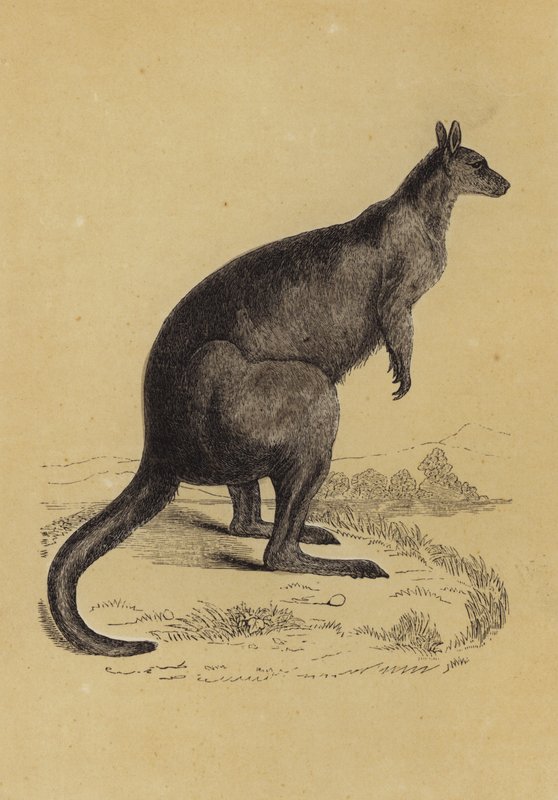 Kangaroo (colour litho) بواسطة مدرسة اللغة الإنجليزية