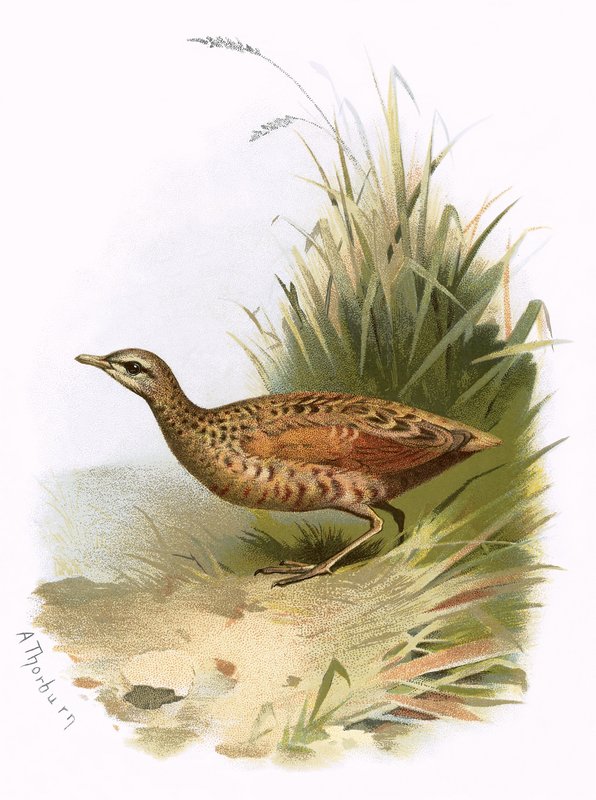 Landrail بواسطة مدرسة اللغة الإنجليزية