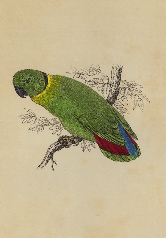 Love Bird (colour litho) بواسطة مدرسة اللغة الإنجليزية