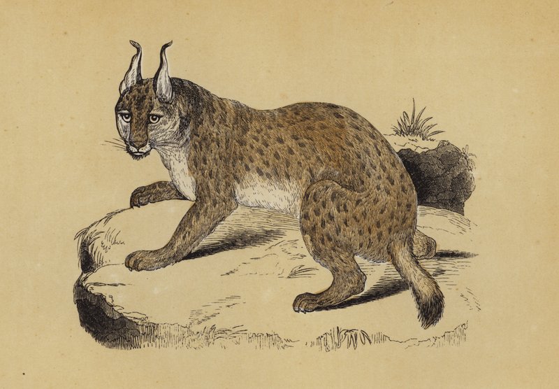 Lynx (colour litho) بواسطة مدرسة اللغة الإنجليزية