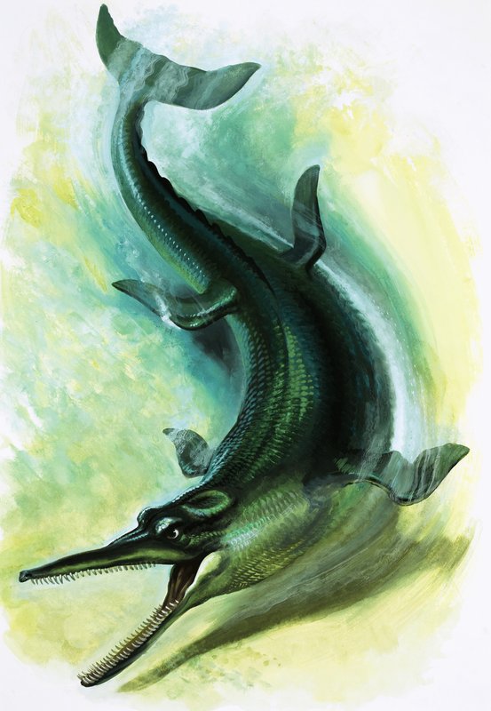 Metriorhynchus بواسطة مدرسة اللغة الإنجليزية