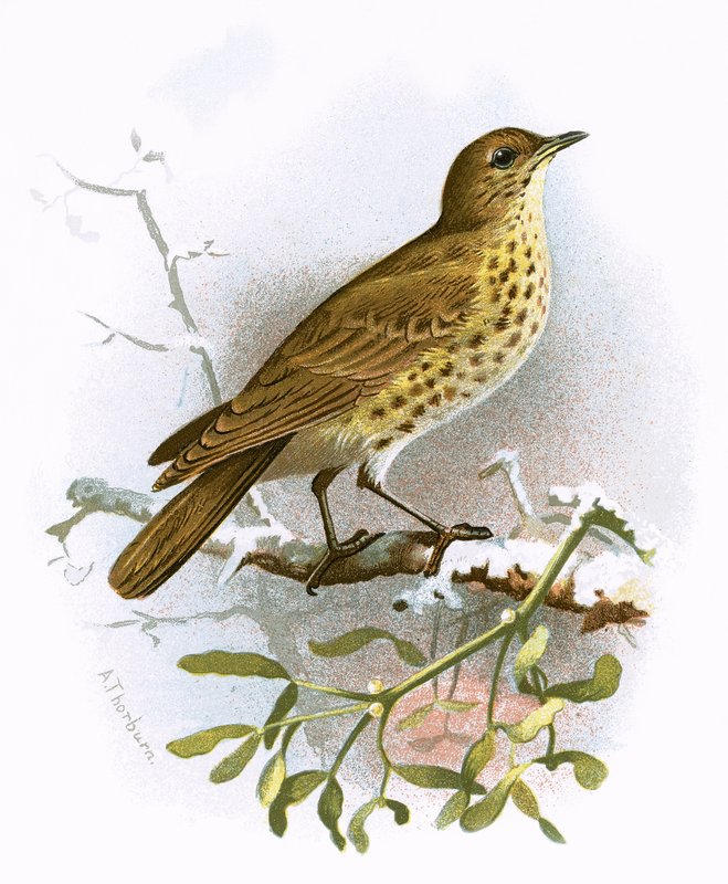 Missel Thrush بواسطة مدرسة اللغة الإنجليزية
