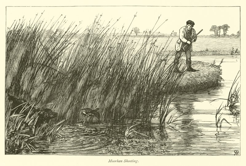 Moorhen الرماية بواسطة مدرسة اللغة الإنجليزية