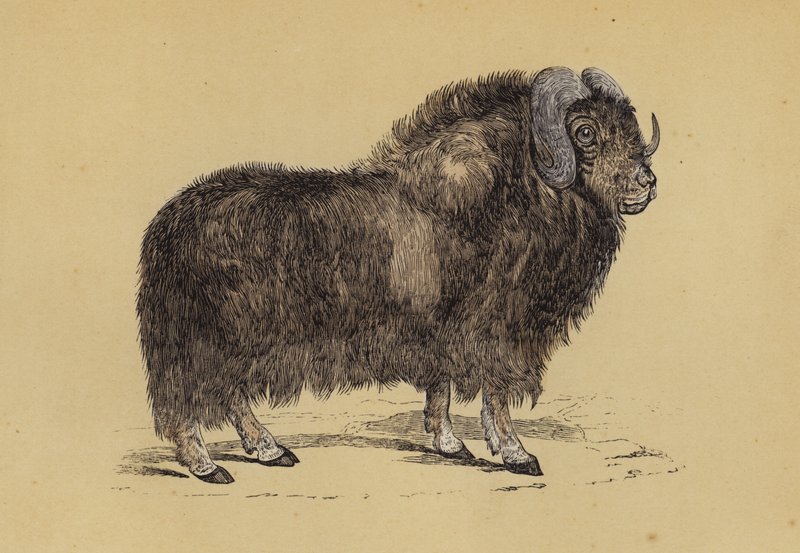 Musk Ox (colour litho) بواسطة مدرسة اللغة الإنجليزية