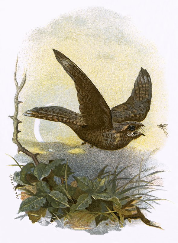 Nightjar بواسطة مدرسة اللغة الإنجليزية
