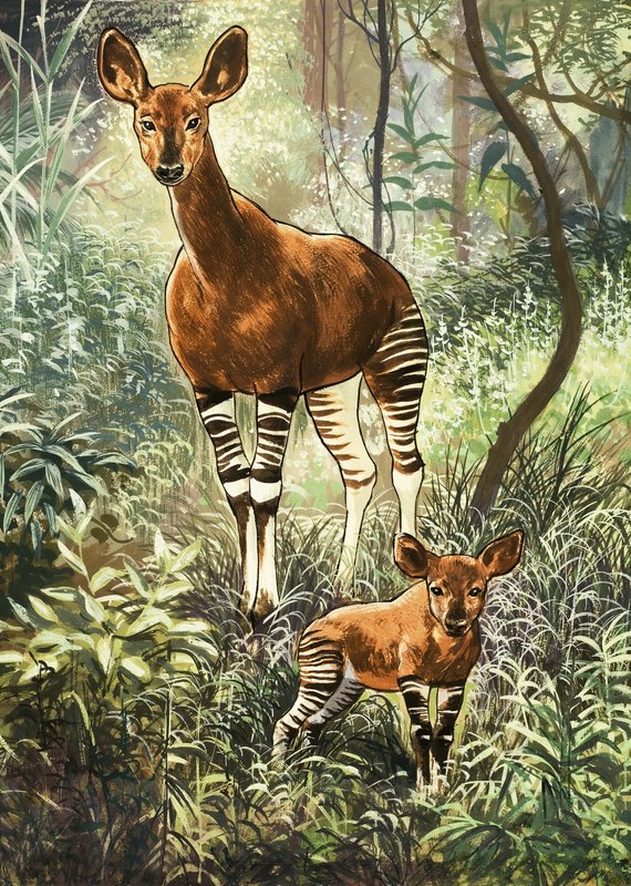 Okapis من الكونغو بواسطة مدرسة اللغة الإنجليزية
