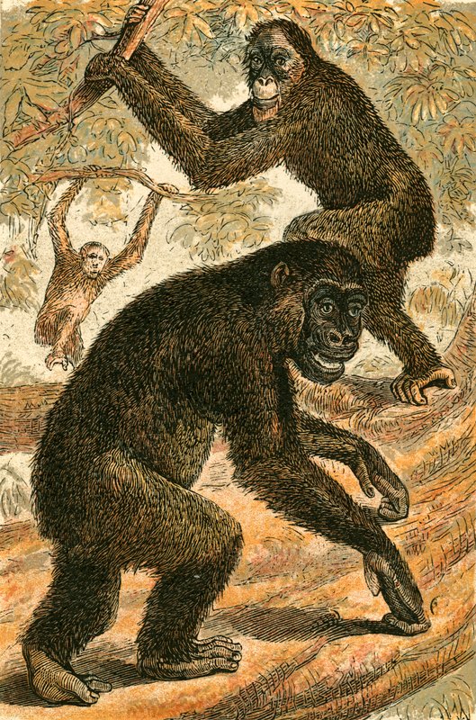 شعب Outang و Gorilla بواسطة مدرسة اللغة الإنجليزية