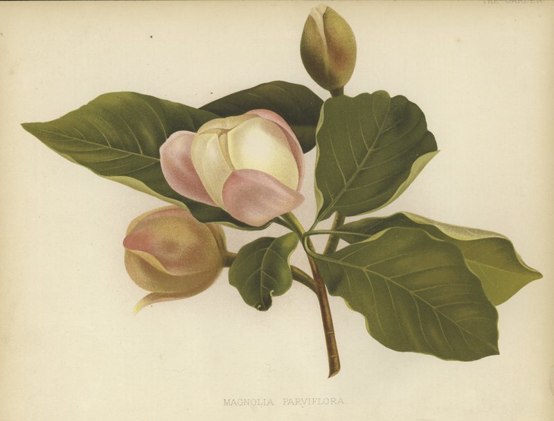 Oyama Magnolia بواسطة مدرسة اللغة الإنجليزية