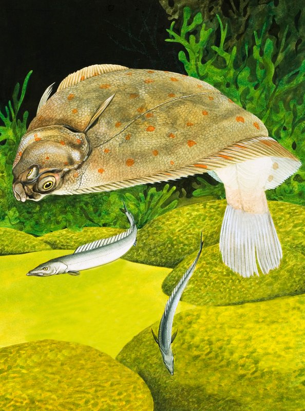 Plaice (جواش على ورق) بواسطة مدرسة اللغة الإنجليزية