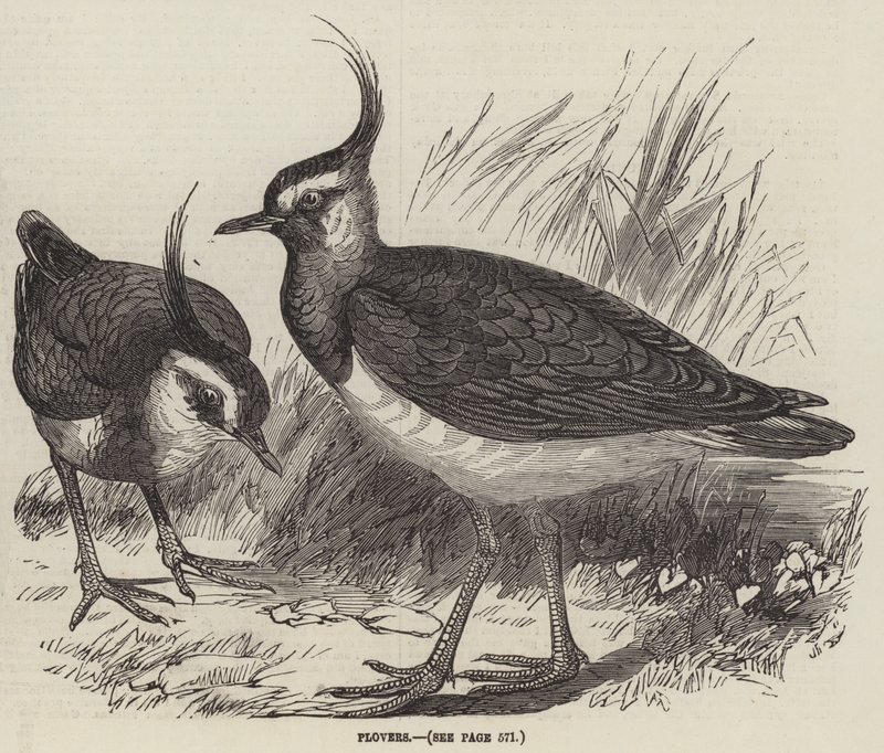 Plovers (engraving) بواسطة مدرسة اللغة الإنجليزية