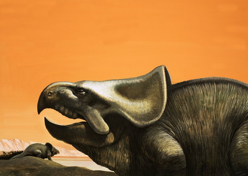 Protoceratops بواسطة مدرسة اللغة الإنجليزية