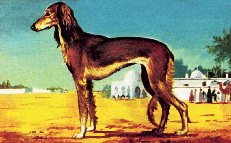 كلب سلوقي بواسطة مدرسة اللغة الإنجليزية