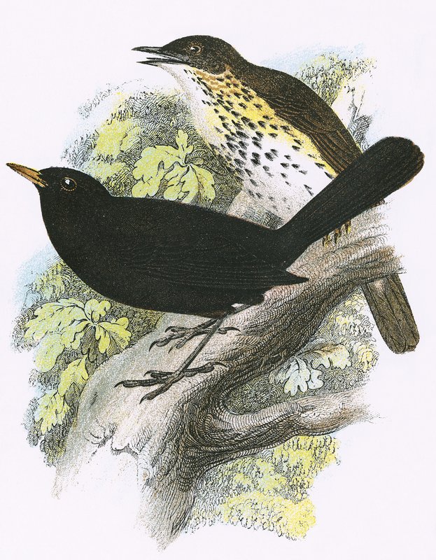 Song-Thrush (علوي) و Blackbird (سفلي) بواسطة مدرسة اللغة الإنجليزية