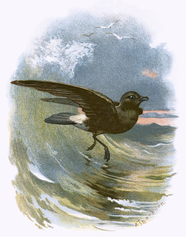 العاصفة Petrel بواسطة مدرسة اللغة الإنجليزية