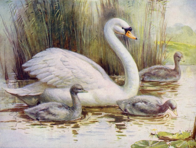 بجعة و cygnets (لون ليثو) بواسطة مدرسة اللغة الإنجليزية