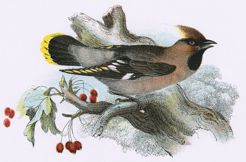 Waxwing بواسطة مدرسة اللغة الإنجليزية