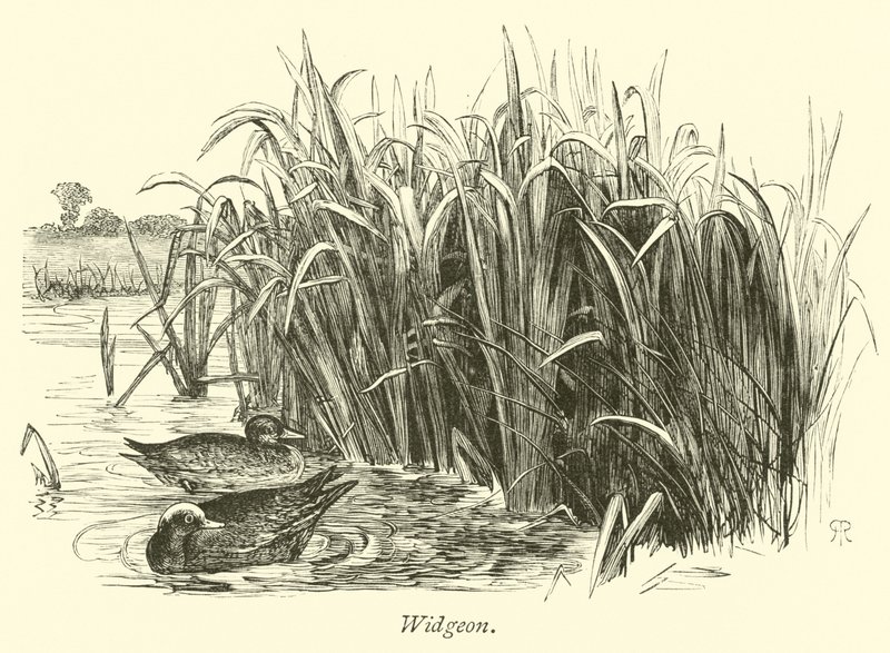 Widgeon بواسطة مدرسة اللغة الإنجليزية