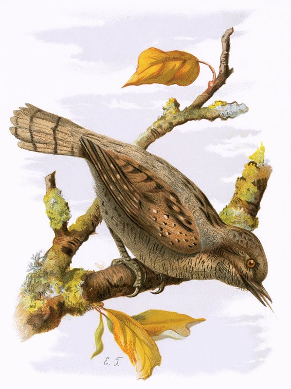 Wryneck بواسطة مدرسة اللغة الإنجليزية