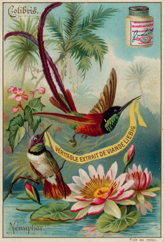 Colibris و Nenuphar بواسطة المدرسة الأوروبية